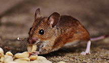 24 Hour & Emergency Exterminators in Meadowbrook, PA